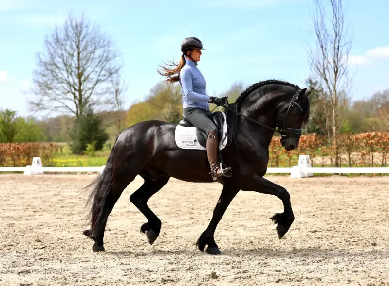 Friesian start sport Stallion for Sale | The Netherlands 