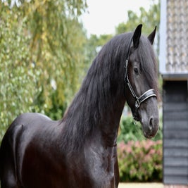 Friese Ster hengst te koop