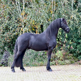 Friese ruin te koop