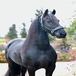 Friese ruin te koop