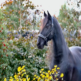 Friese ruin te koop