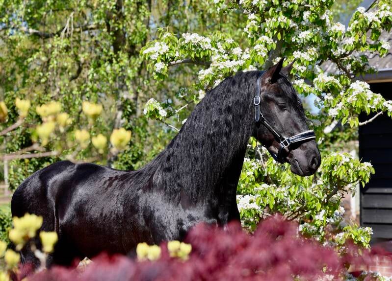 Friesian stallion for sale | the Netherlands 