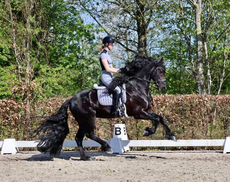 FRIESIAN STAR STALLION FOR SALE | THE NETHERLANDS