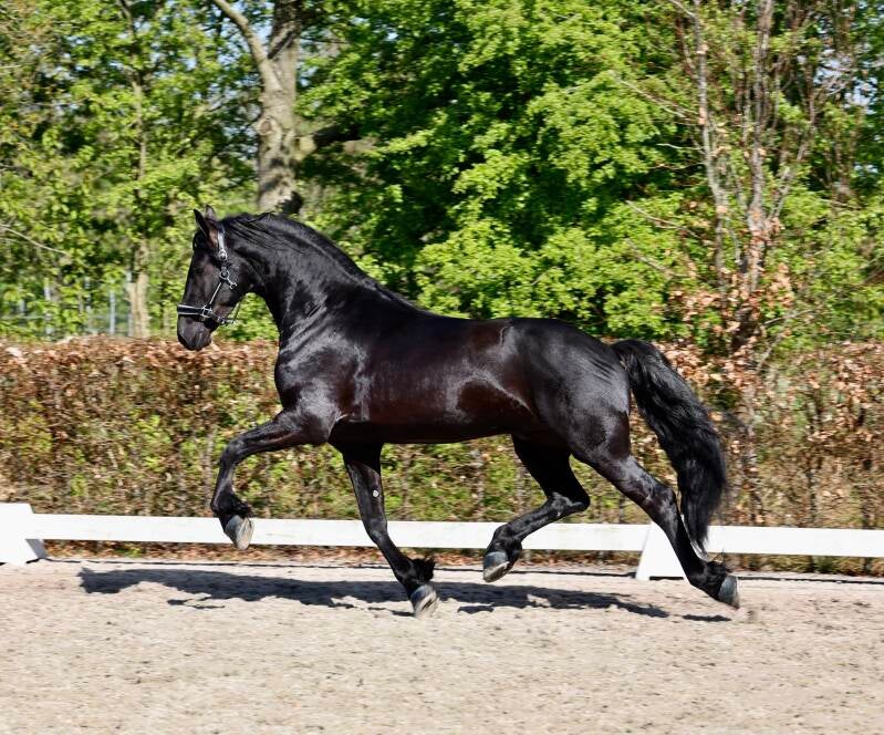 FRIESIAN STAR STALLION FOR SALE | THE NETHERLANDS 