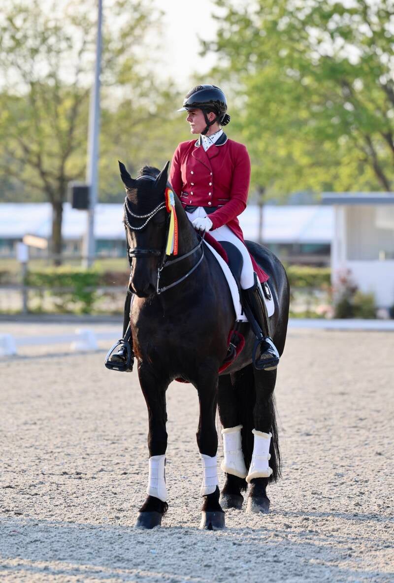 FEi Friesian Stallion 