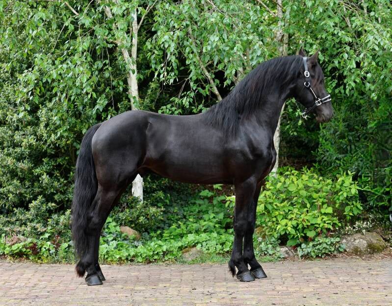 Friesian Horse for Sale | The Netherlands 