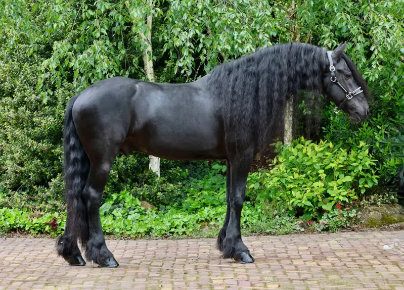 FRISIAN HORSES FOR SALE 