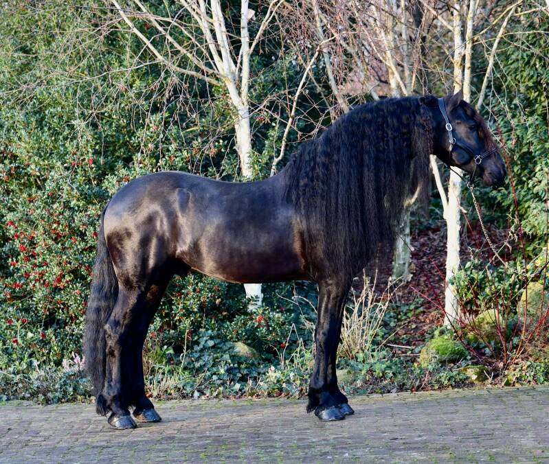 Friesian stallion for sale 