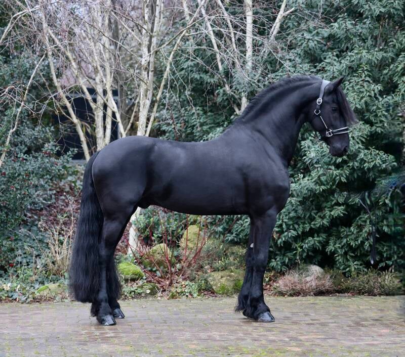 Friesian star stallion for sale 