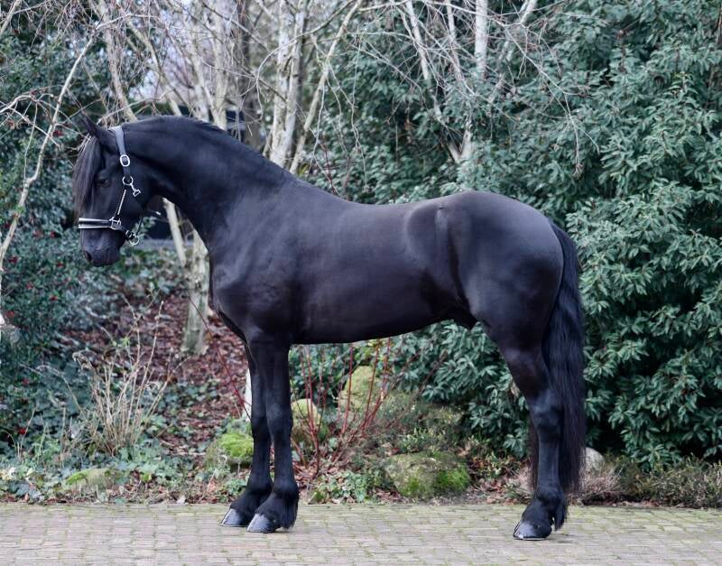 FRISIAN FOR SALE 