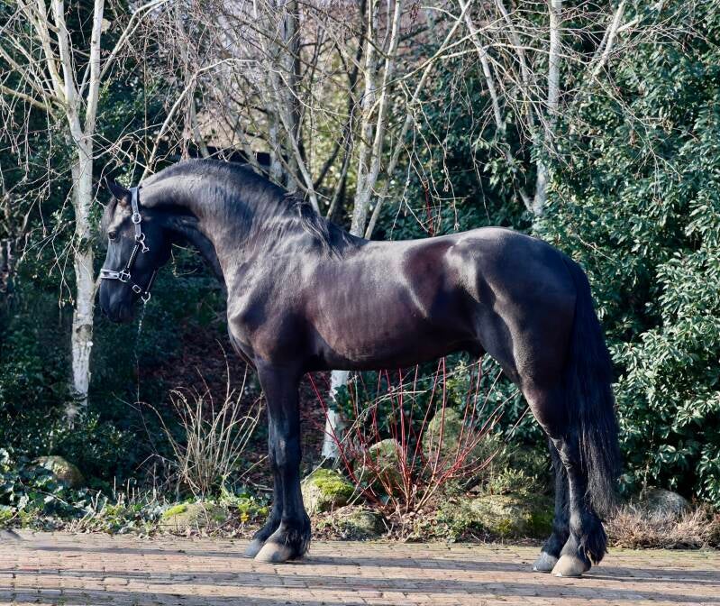 Friese ster hengst te koop