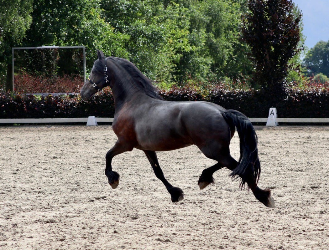 FRIESIAN STAR MARE FOR SALE