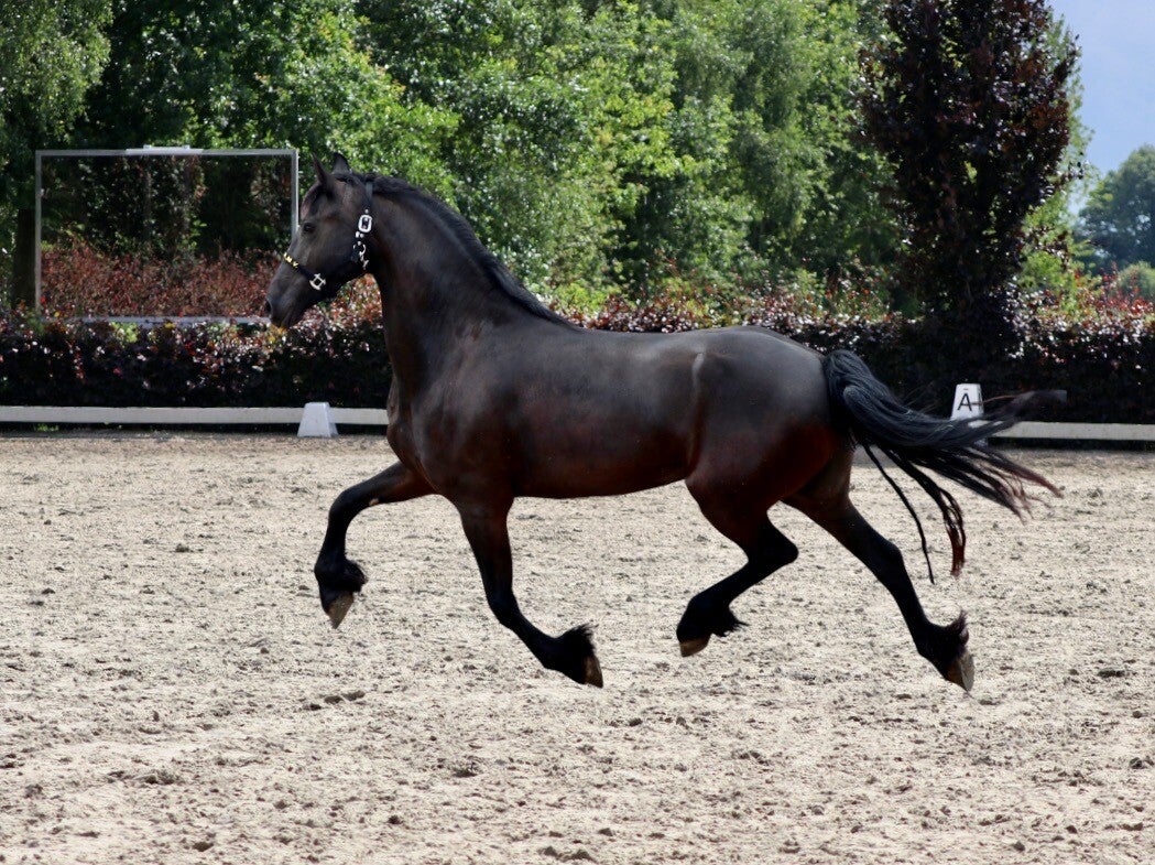FRIESIAN STAR MARE FOR SALE