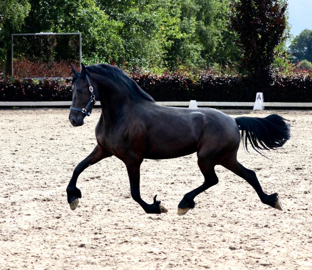 FRIESEN MARE VERKAUF