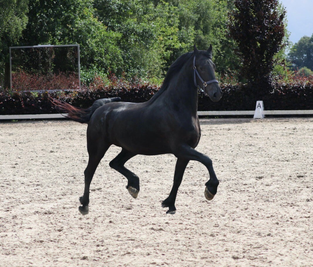 Friesian star mare for sale