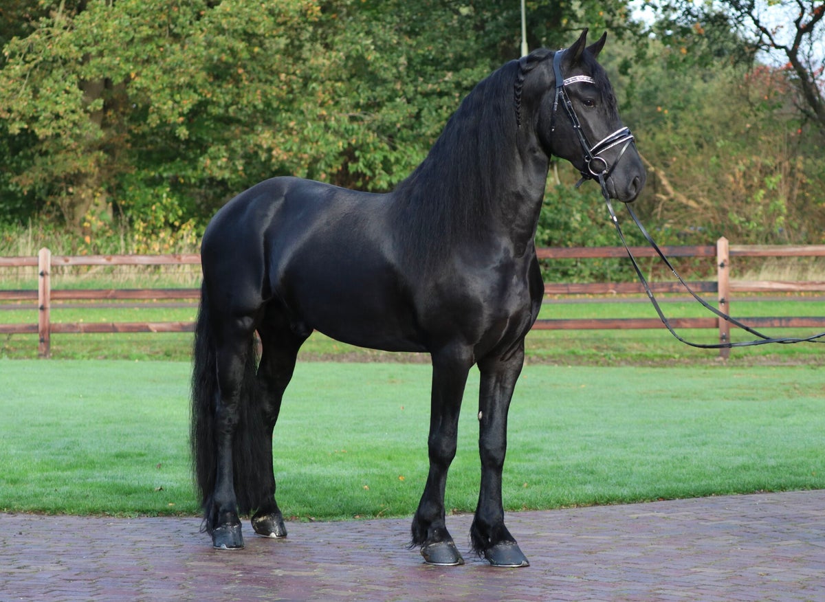 Friese paarden te koop