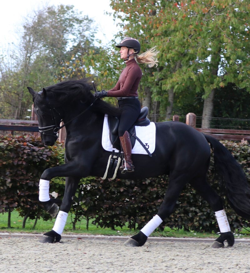 FRIESE HENGST TE KOOP