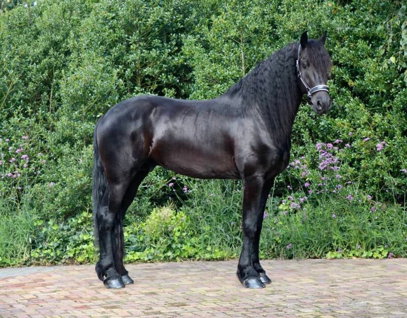 Friese hengst te koop