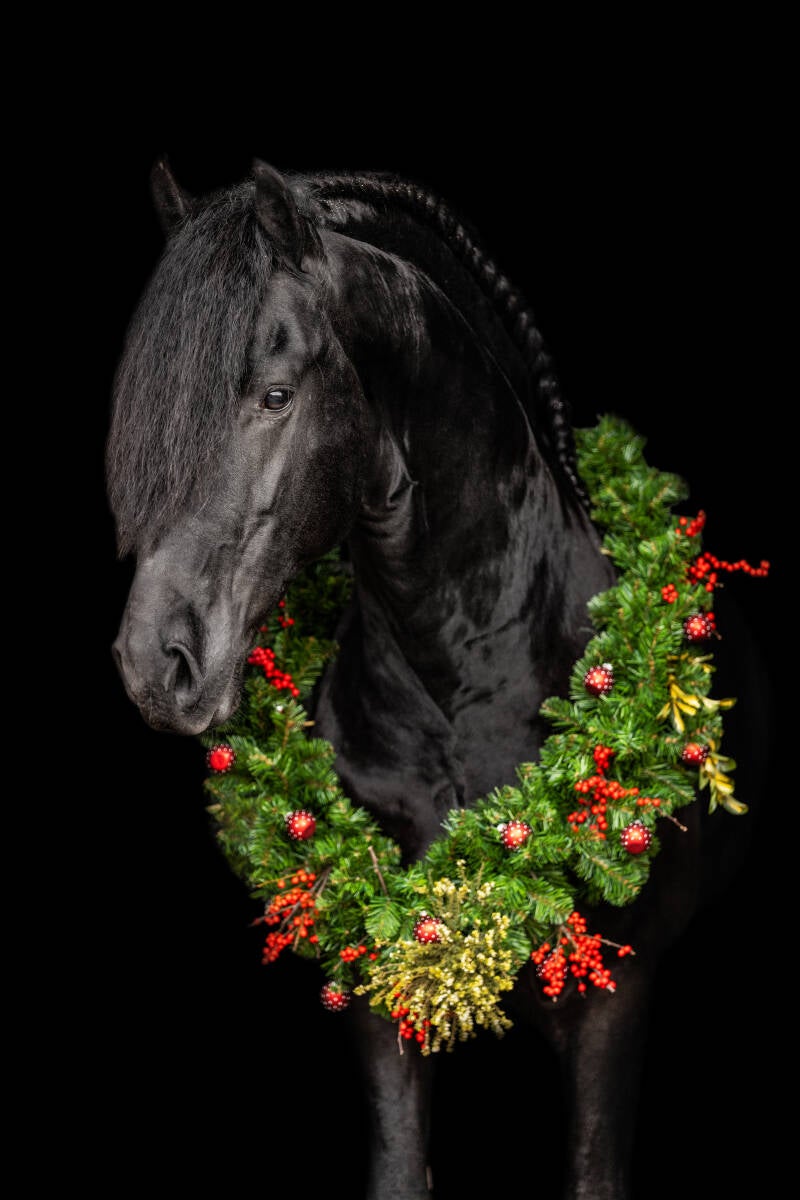 Friesian sport horses