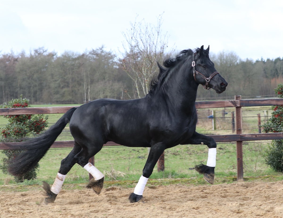 Friese paarden te koop