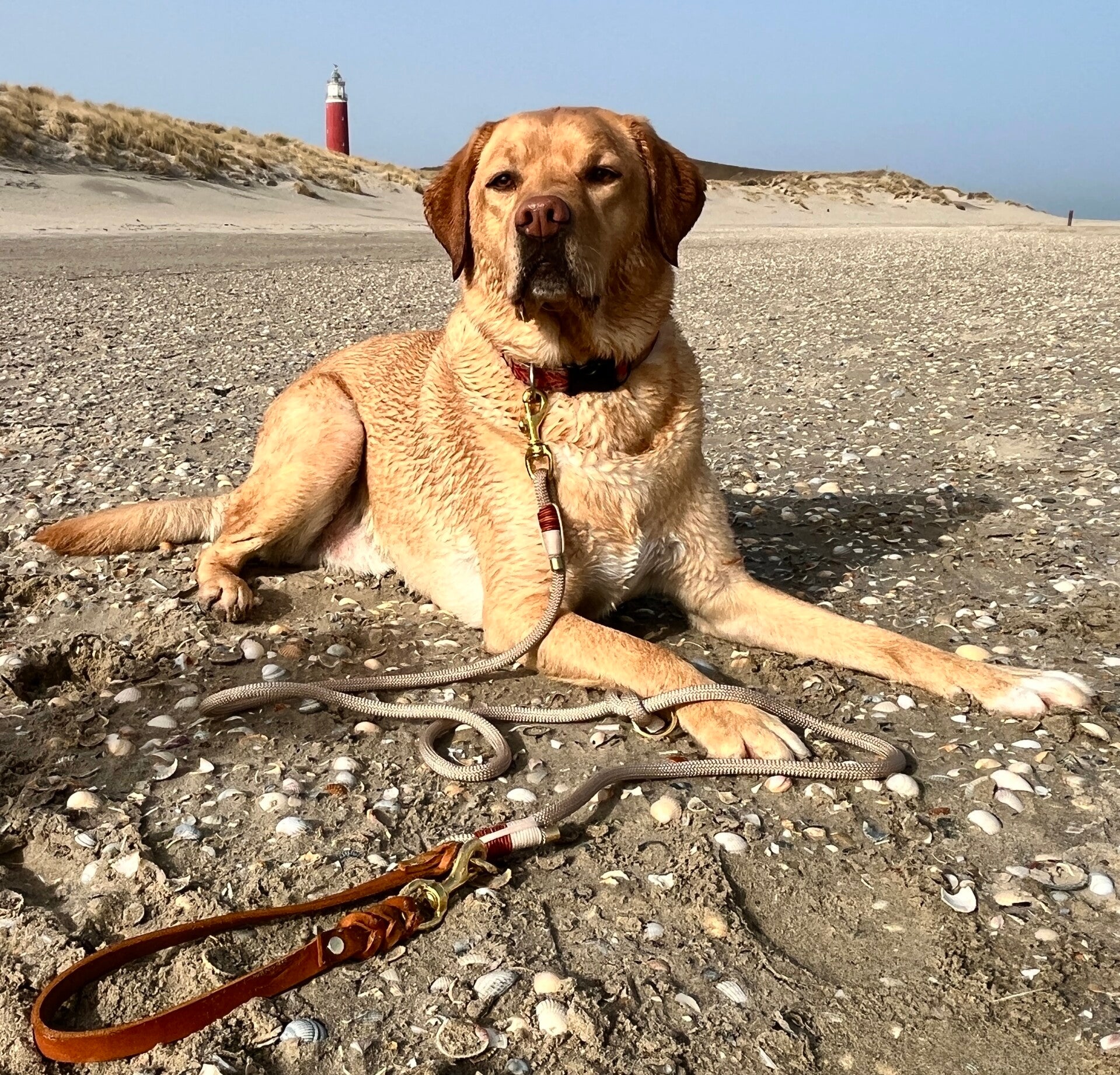 Verstelbare hondenlijn | Underdogz Texel