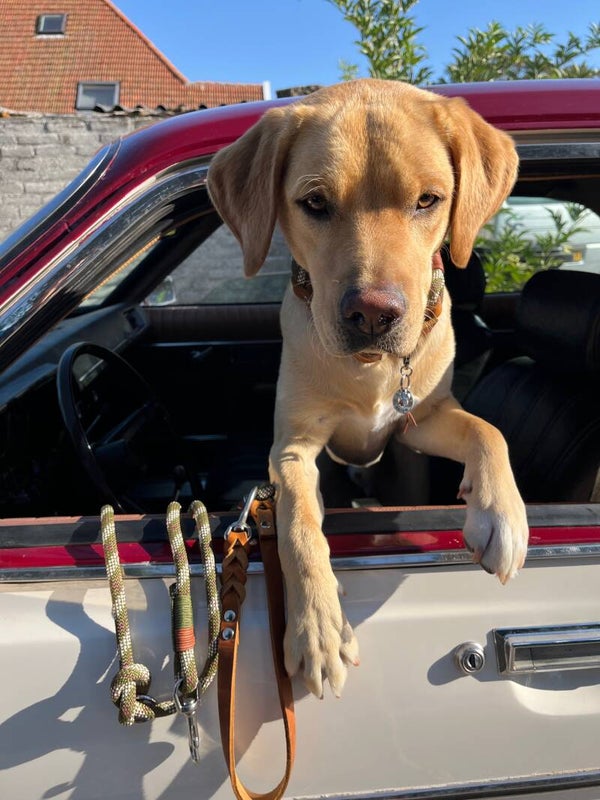 Hondenlijn verstelbaar premium kwaliteit | BOS | handgemaakt Texel