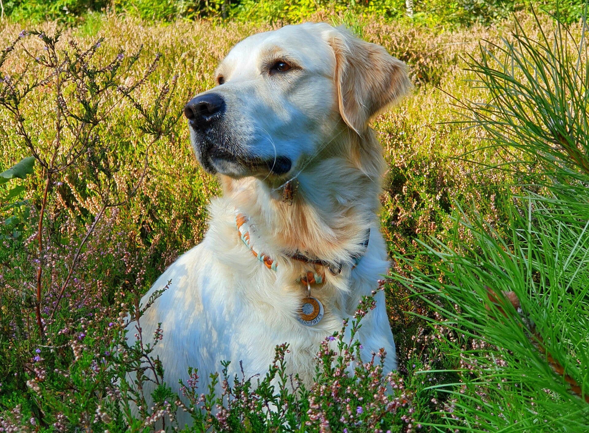 Unieke Dubbele Penning  messing | Underdogz.nl