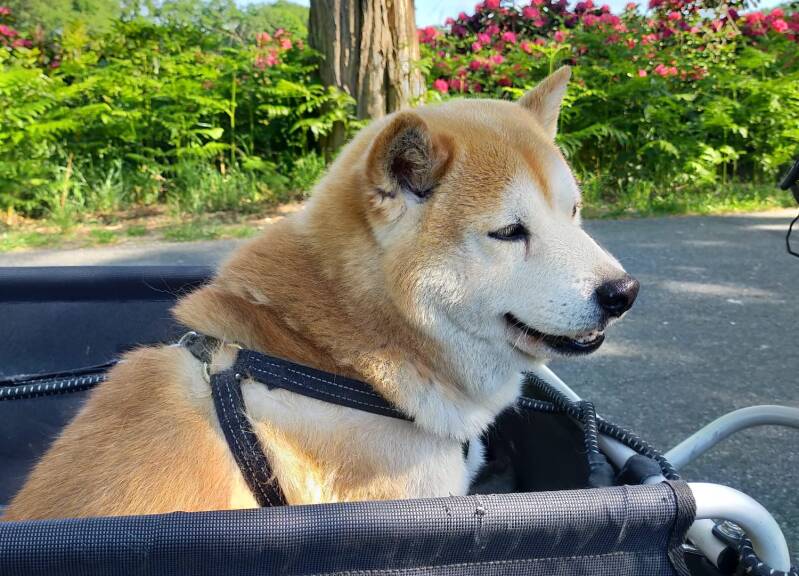 referentie foto huisdierenportret