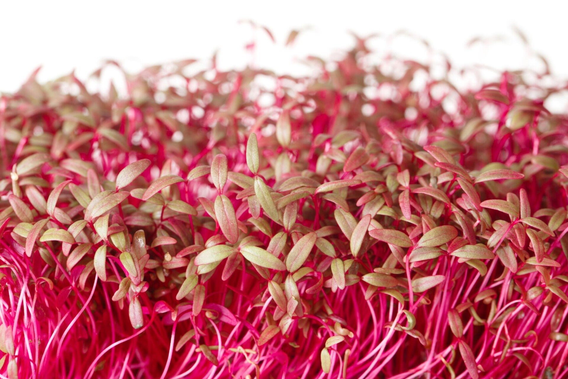 Puur Amaranth (op aanvraag!)