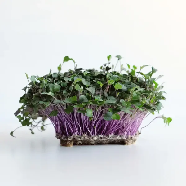 Koolrabi (Brassica oleracea acephala gongylodes) op aanvraag!