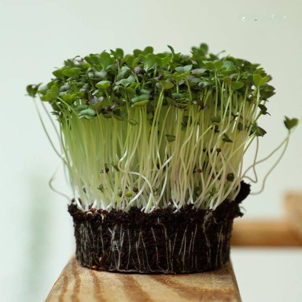 Mizuna (Brassica rapa nipposinica) op aanvraag!