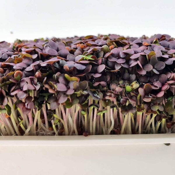 Mosterd Red Giant (Brassica juncea)