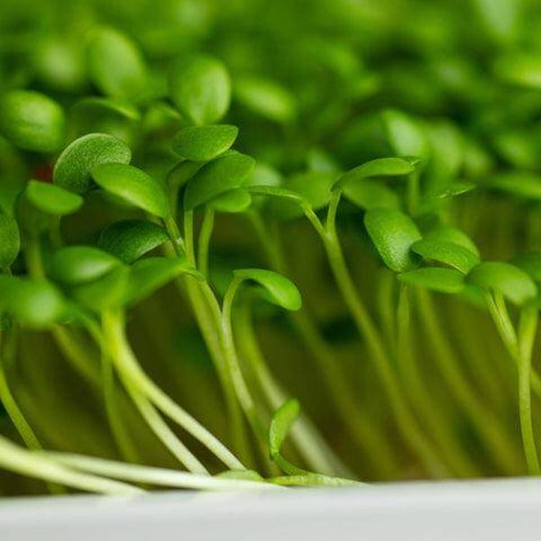 Rucola (Eruca sativa) - pittig, fris en licht peperig van smaak.