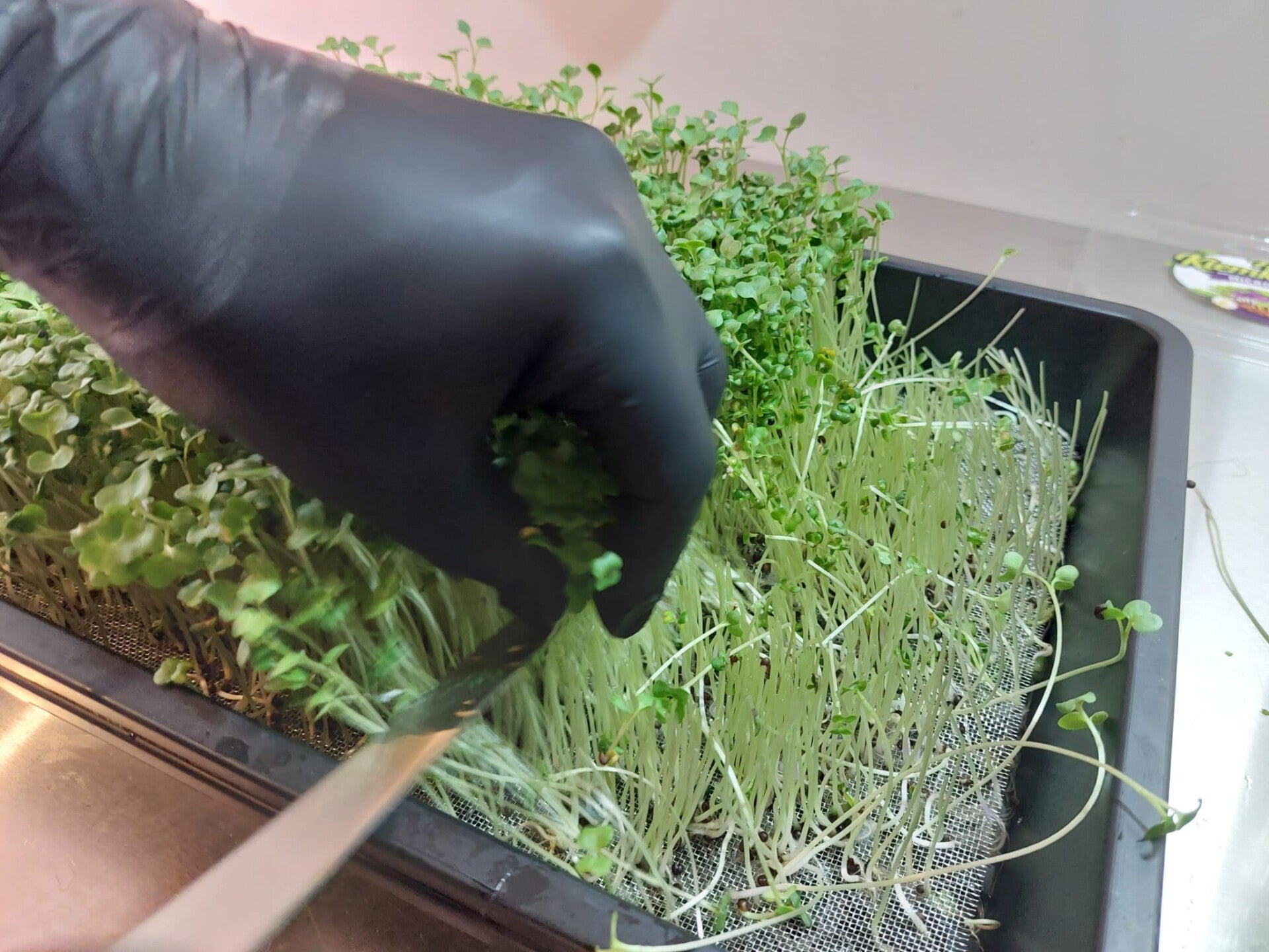 Puur Broccoli – klein plantje, krachtige voedingswaarde