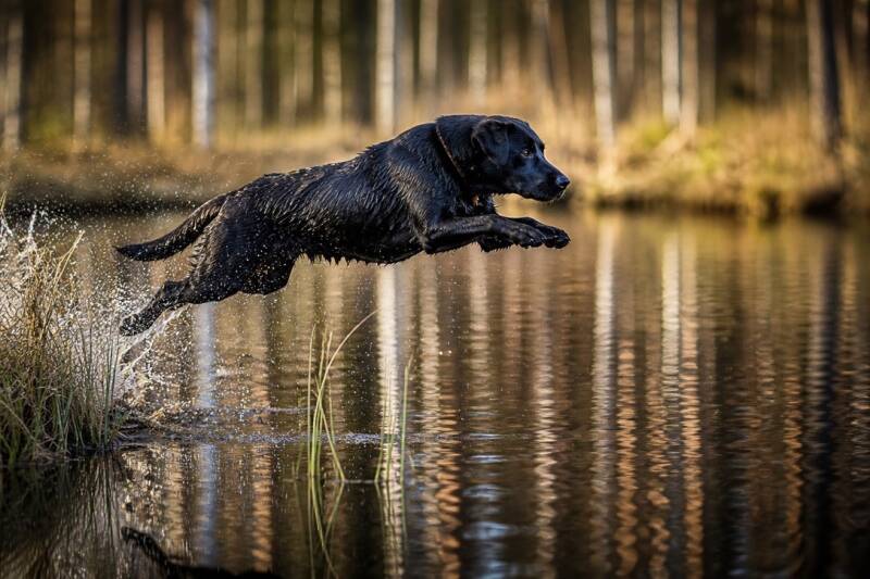 Grand Smirnof working Labrador training