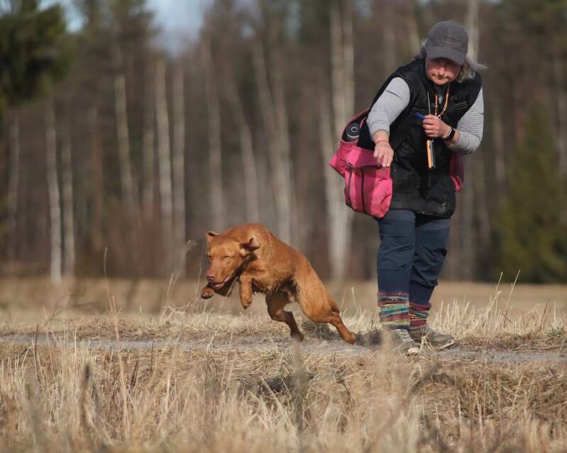 Fox red working-line Labrador in Finland