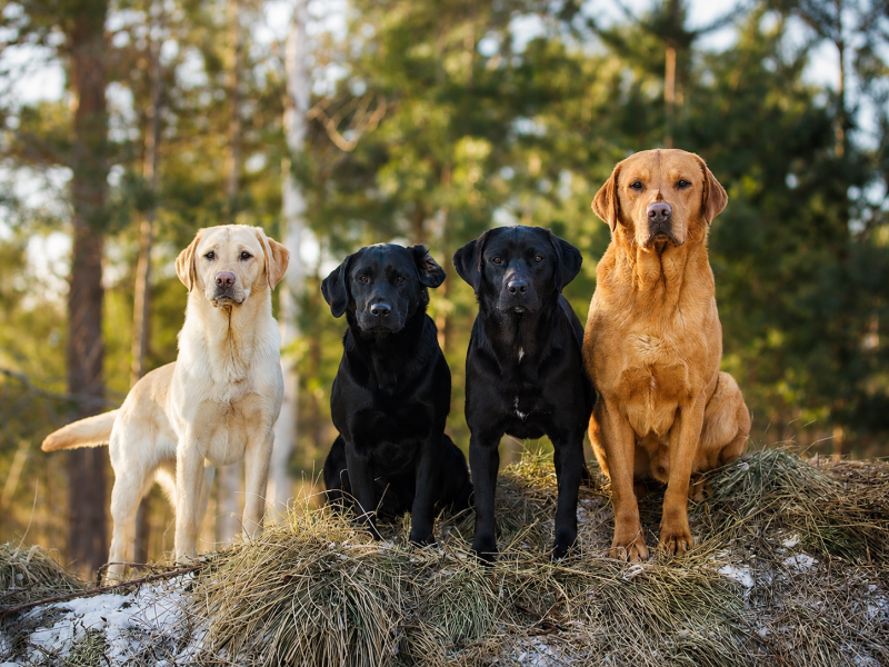 Grand Smirnof working Labrador training