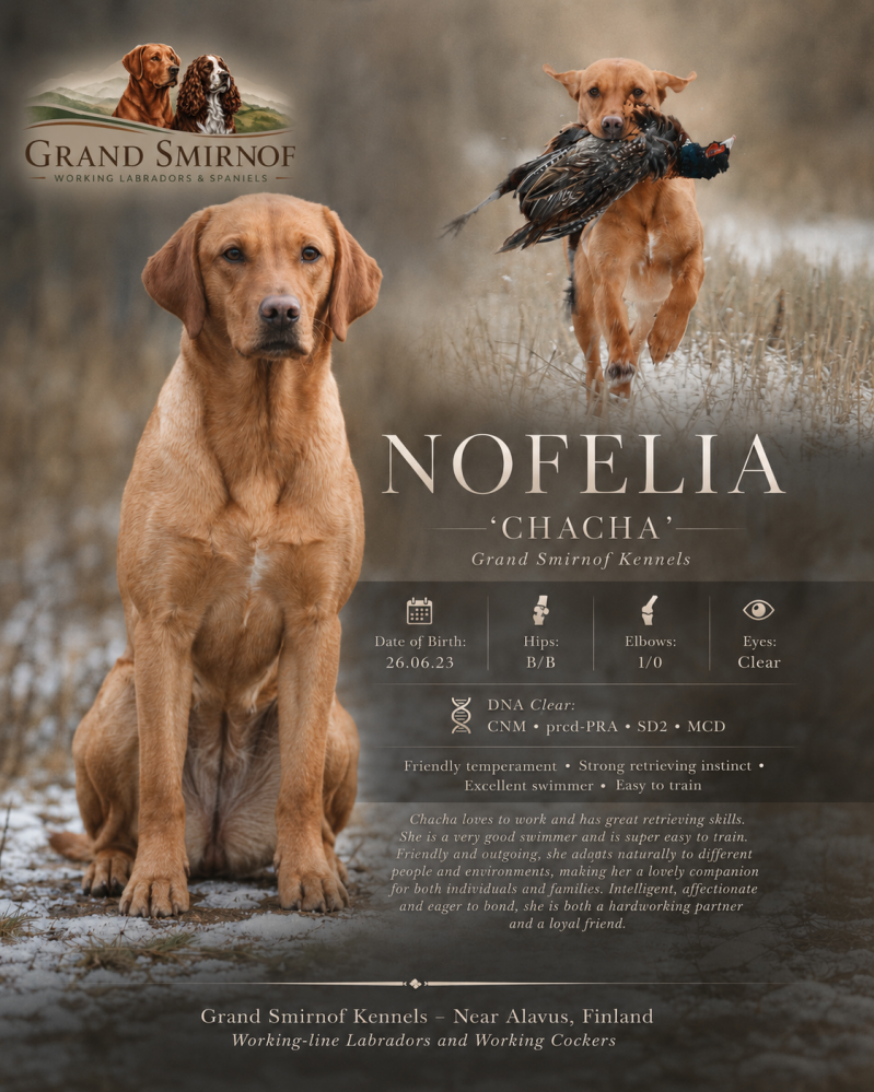 Health-tested working-line Labrador from UK bloodlines