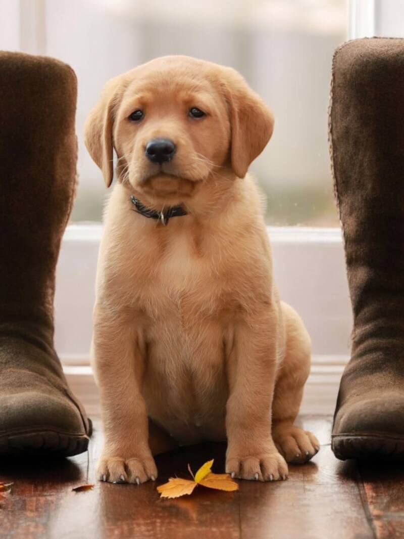 Working-line Labrador puppy raised in Finland
