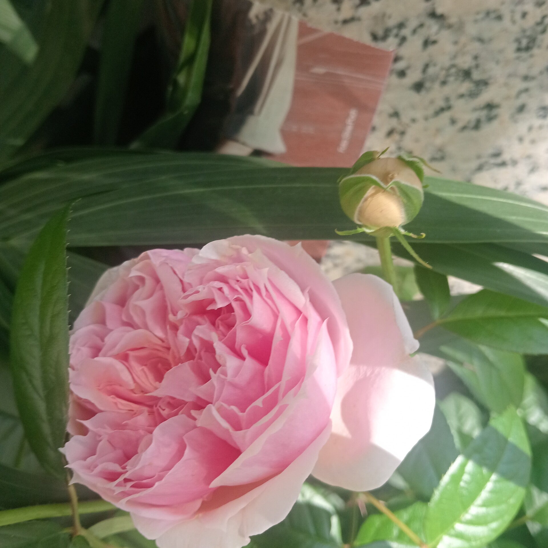 Lo profundo del jardín hermoso de flores,♥️🌺🌸🌷🏵️🍁🌼🌻🪻💐🌹