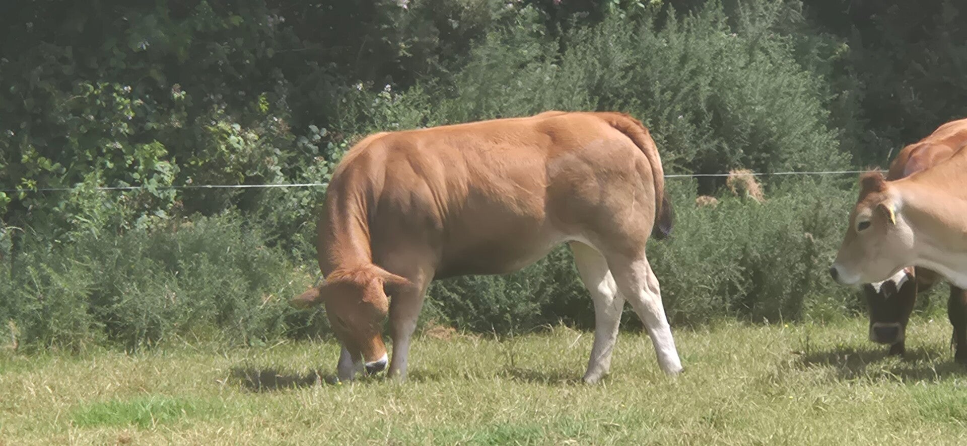Heifer