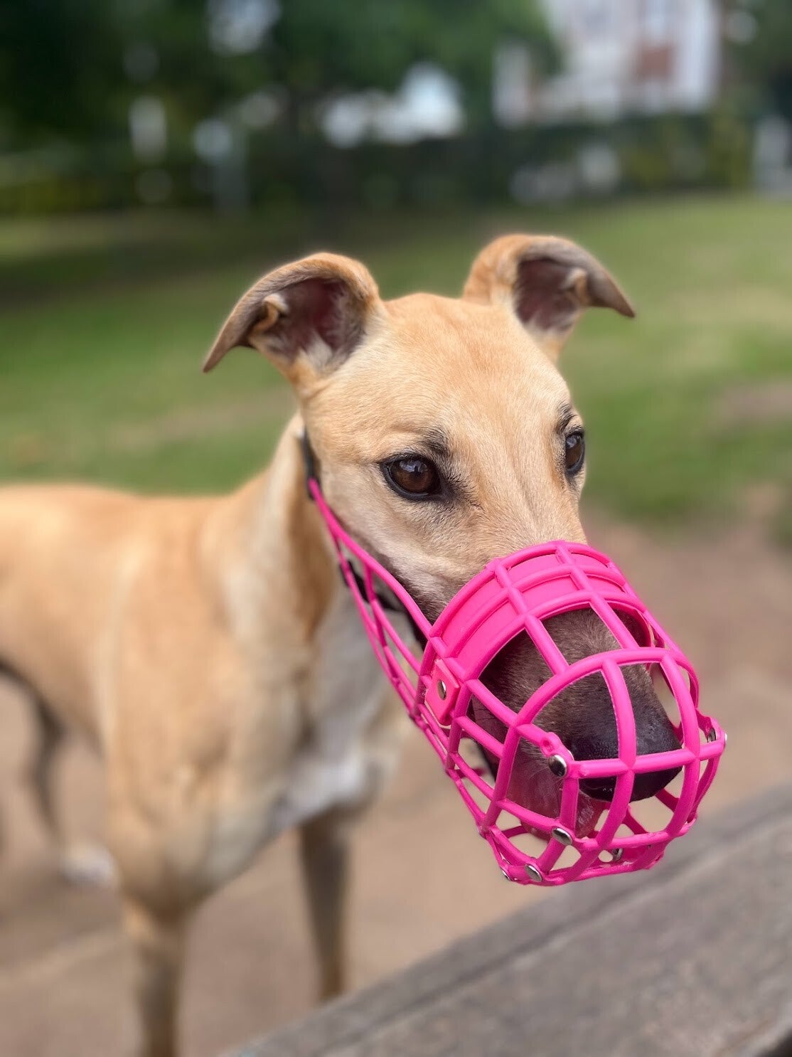 greyhound-wearing-pink-muzzle-standard.jpg