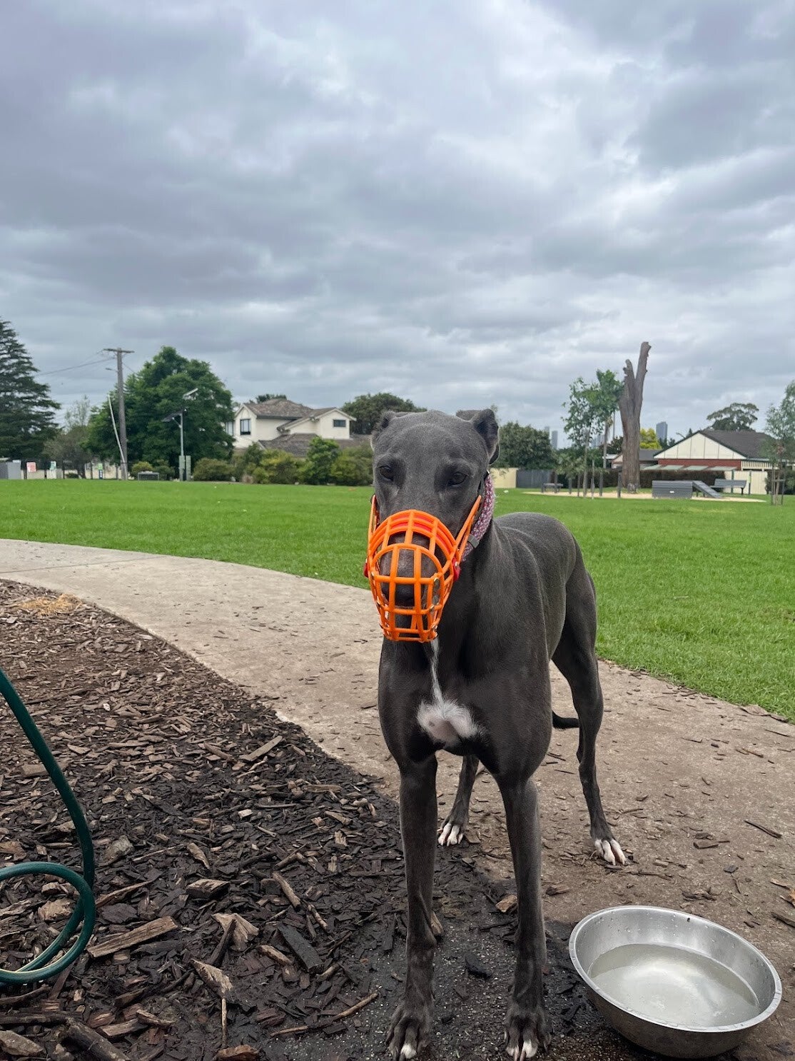 greyhound-with-orange-muzzle-standard.jpg