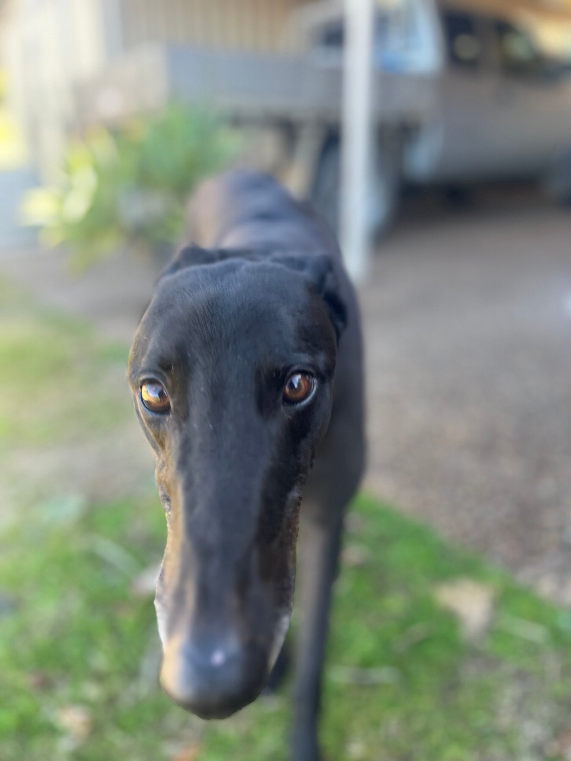 Taipan
