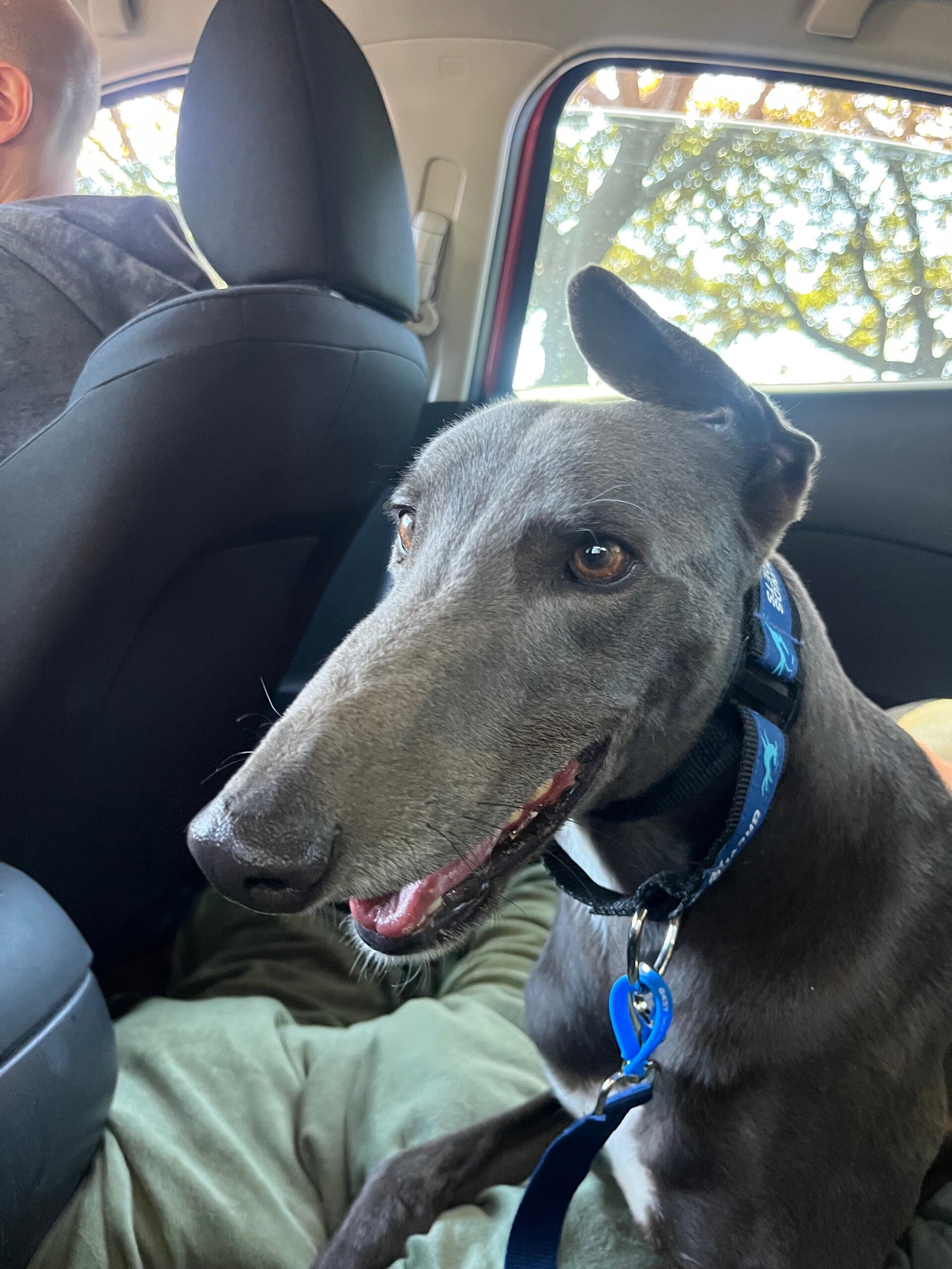 Steve - 3 years old