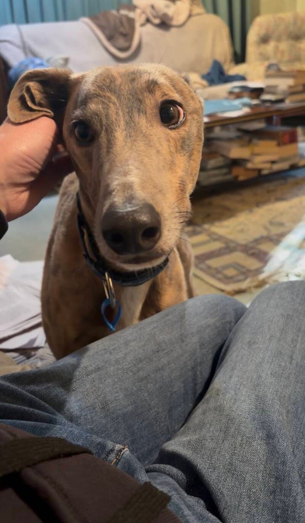 Charlie - 4 years old