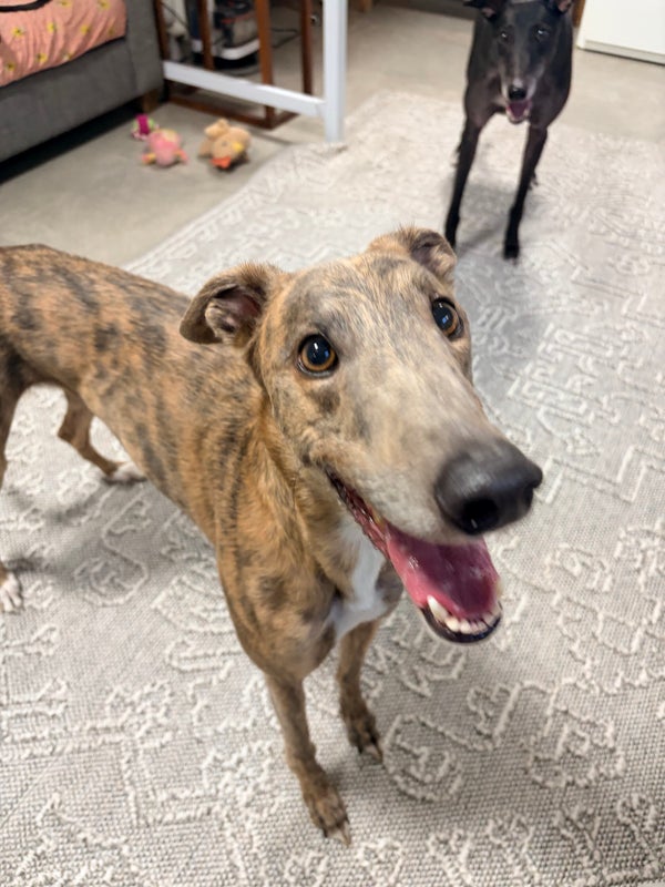 Charlie, 4 year old greyhound arriving soon for adoption