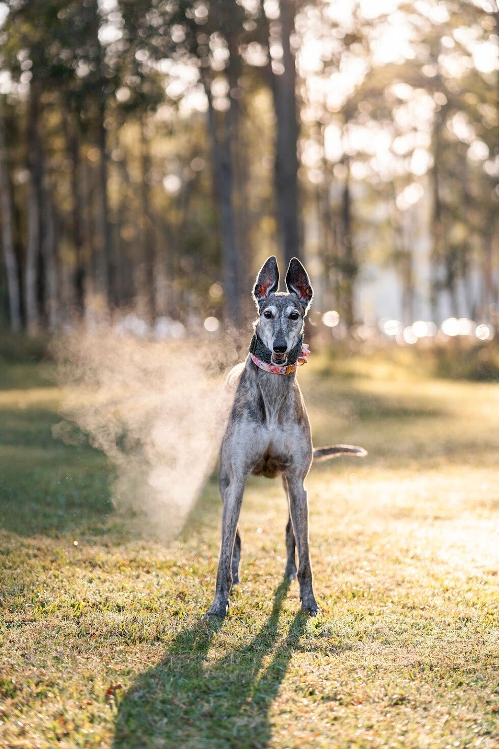 Pepper