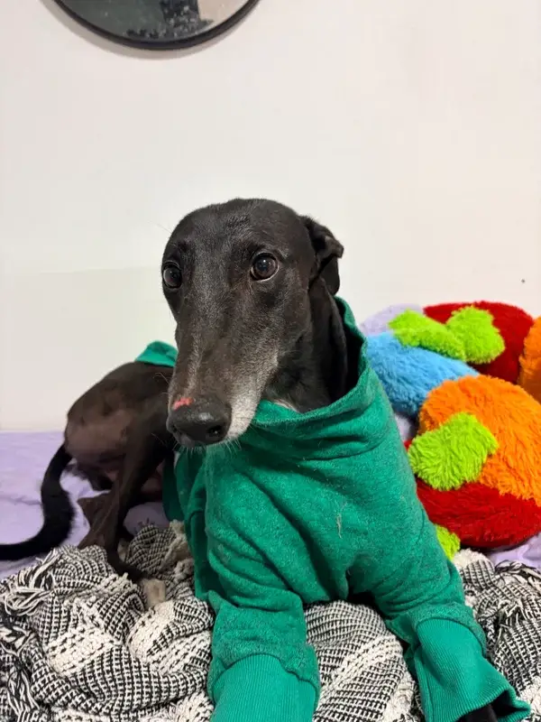 Sully - 4 years old