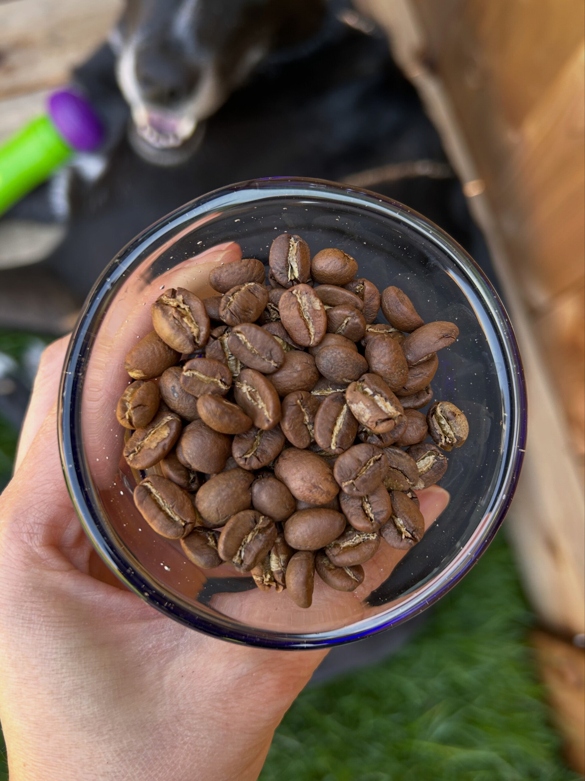 Nicaragua (Jinotega)